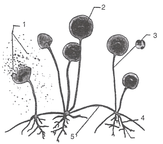 Study the figure given alongside and answer the following questions: Concise Biology Solutions ICSE Class 7.