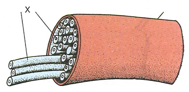 A part of our nervous system is shown alongside. Study the same and answer the following questions : Concise Biology Solutions ICSE Class 7.
