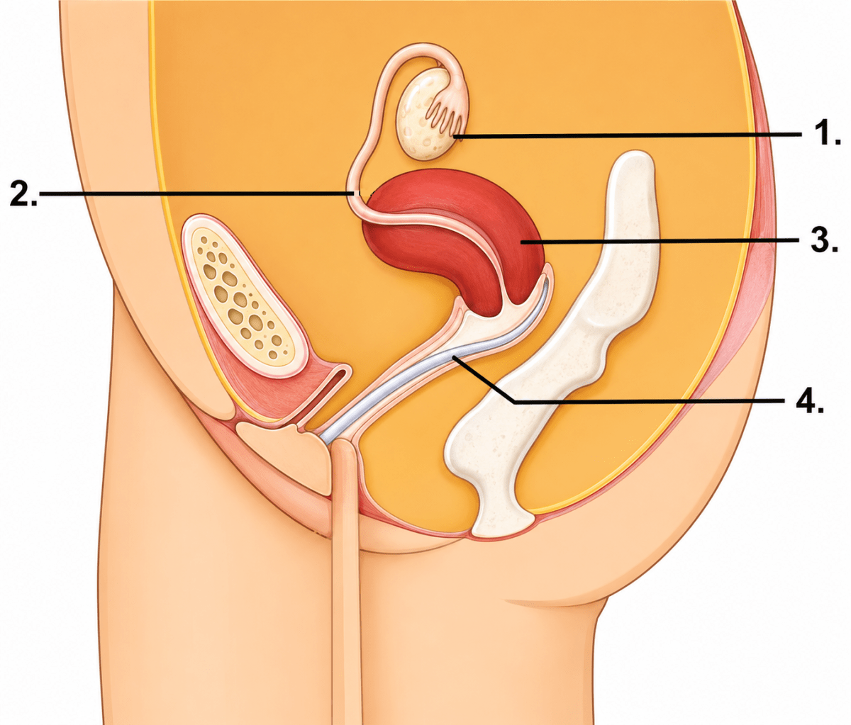 Given here is a section of the female reproductive system of humans. Reproduction in Humans, Concise Biology Solutions ICSE Class 8.