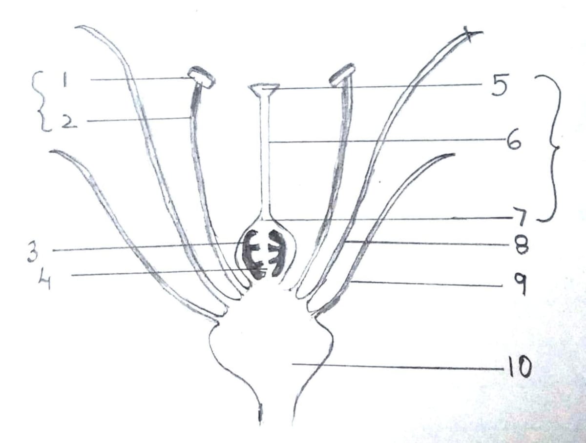 Name the parts numbered 1-10 of a bisexual flower. The Flower, Concise Biology ICSE Class 9.