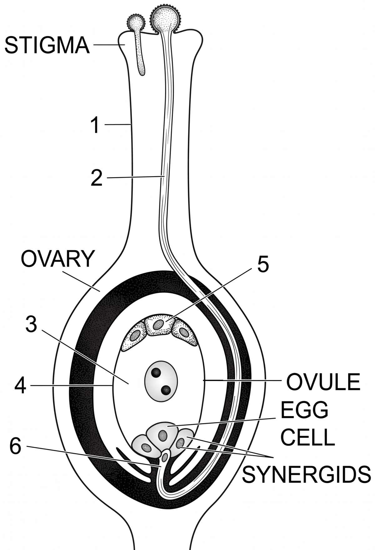 The experimental set-up given below demonstrates anaerobic respiration in germinating seeds. Read the information below the figure and answer the following questions. Concise Biology Solutions ICSE Class 9.