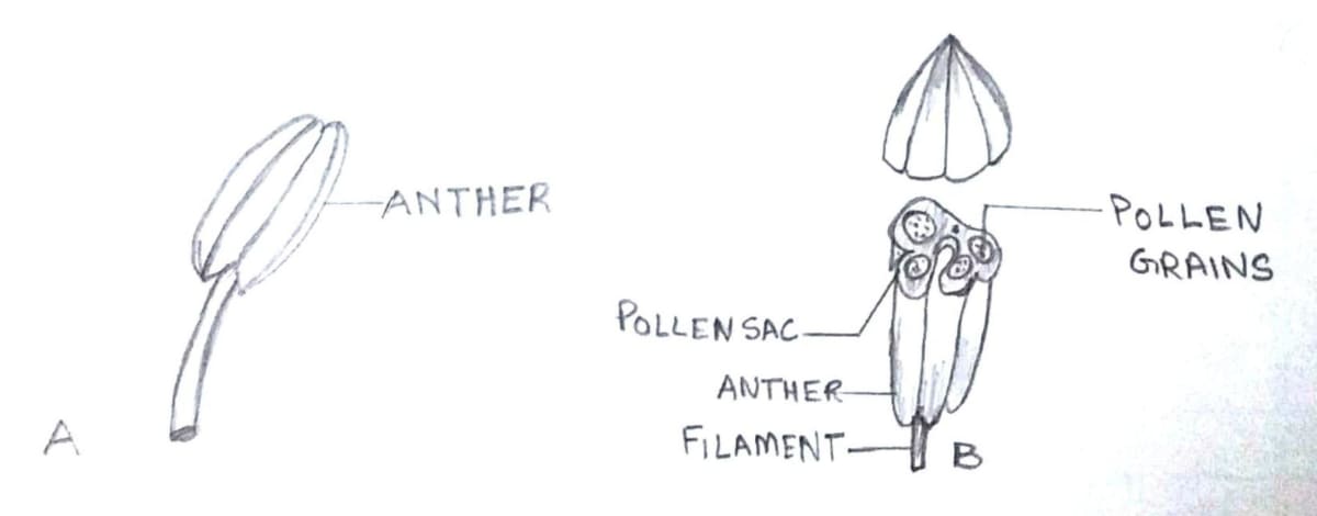 Study the figures of certain part of flower and answer the following questions. The Flower, Concise Biology ICSE Class 9.