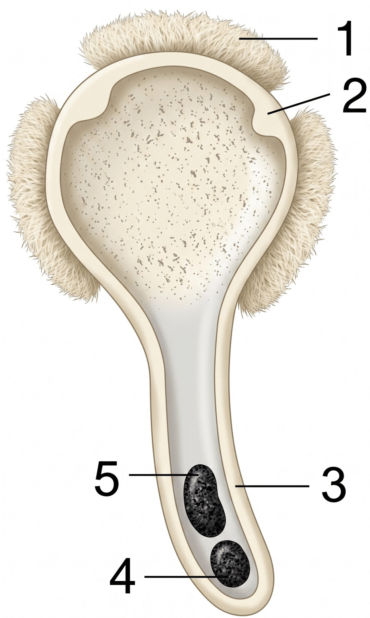 The experimental set-up given below demonstrates anaerobic respiration in germinating seeds. Read the information below the figure and answer the following questions. Concise Biology Solutions ICSE Class 9.