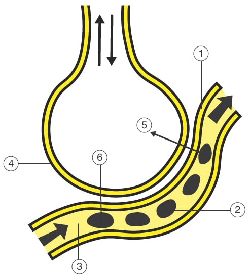 Given Alongside Is A Diagrammatic Sketch Of A Part In Human KnowledgeBoat
