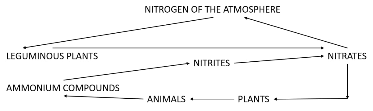 Briefly describe how nitrogen of the atmosphere is converted to nitrates by leguminous plants. Economic Importance of Bacteria and Fungi, Concise Biology Solutions ICSE Class 9.