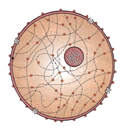 Given below is the structure of nucleus of a cell. Read the information below the diagram and fill in the blanks: Concise Biology Solutions ICSE Class 9.