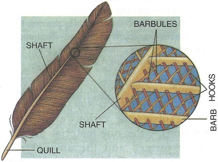 This structure in birds is a counterpart of mammalian hair. Concise Biology ICSE Class 9.