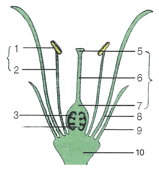 The figure given alongside represents generalised arrangement of the  different parts of a bisexual flower. Name the parts numbered 1-10. The Flower, Concise Biology Solutions ICSE Class 9.