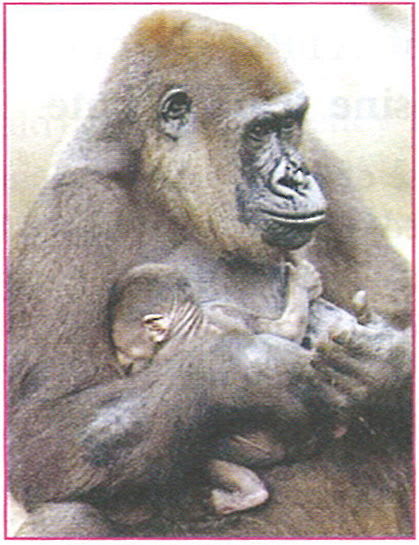 Why are body hairs present in mammals? Concise Biology ICSE Class 9.