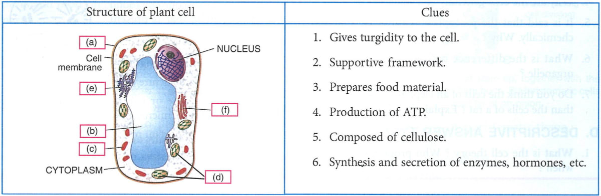 Given below is the structure of a plant cell. Match the structures marked (a) to (e) with the clues given for each: Concise Biology ICSE Class 9.