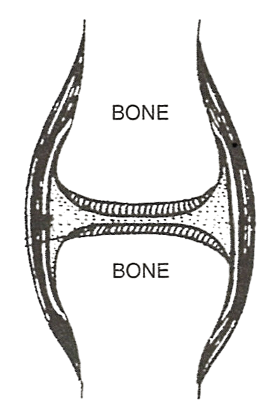 Abhay observed the given figure of a typical movable joint which allows a considerable degree of movement. This type of joint is located in some places in the human body Concise Biology Solutions ICSE Class 9.