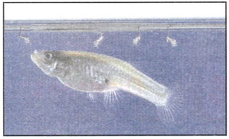 Mosquitoes have become a nuisance in the lives of people. Several steps are recommended to destroy mosquitoes in different stages. One of the step is 'Biological control' in which a kind of fish is introduced in the ponds, as shown below in the figure. Concise Biology ICSE Class 9.