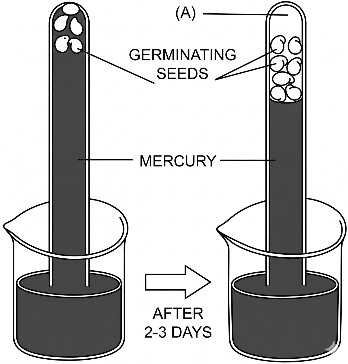 The experimental set-up given below demonstrates anaerobic respiration in germinating seeds. Read the information below the figure and answer the following questions. Concise Biology Solutions ICSE Class 9.