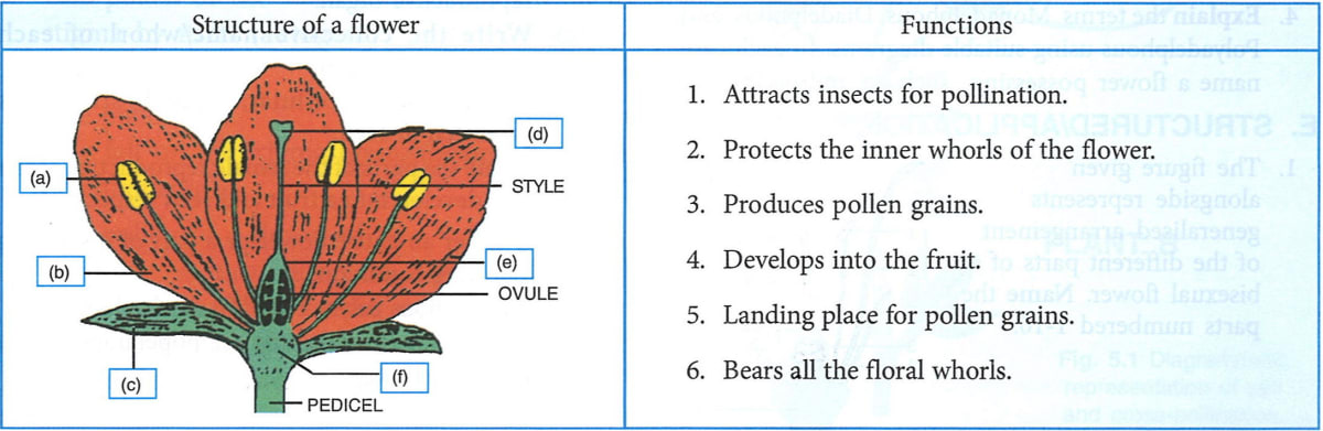 Given below is the generalized structure of a bisexual flower showing its various parts. Match the structures marked (a) to (e) with their correct functions: Plant And Animal Tissues, Concise Biology ICSE Class 9.