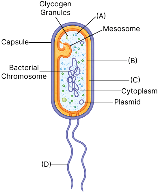 Study the diagram given below and answer the questions that follow. Concise Biology Solutions ICSE Class 9.