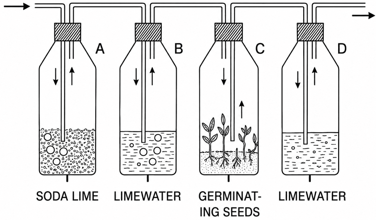 The experimental set-up given below demonstrates anaerobic respiration in germinating seeds. Read the information below the figure and answer the following questions. Concise Biology Solutions ICSE Class 9.