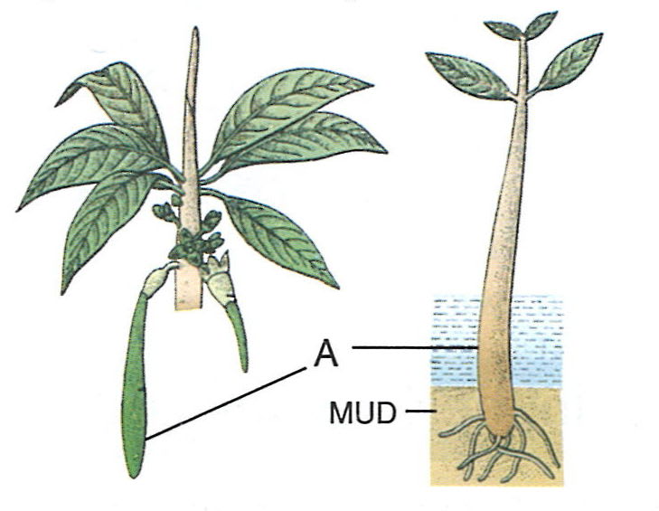 Kiara visited a forest with marshy land. She observed that in some of the plants, the seeds germinate inside the fruit while still being attached to the parent plant. A part of the plant and a seedling are shown below in the diagram, answer the questions that follow. Plant And Animal Tissues, Concise Biology ICSE Class 9.