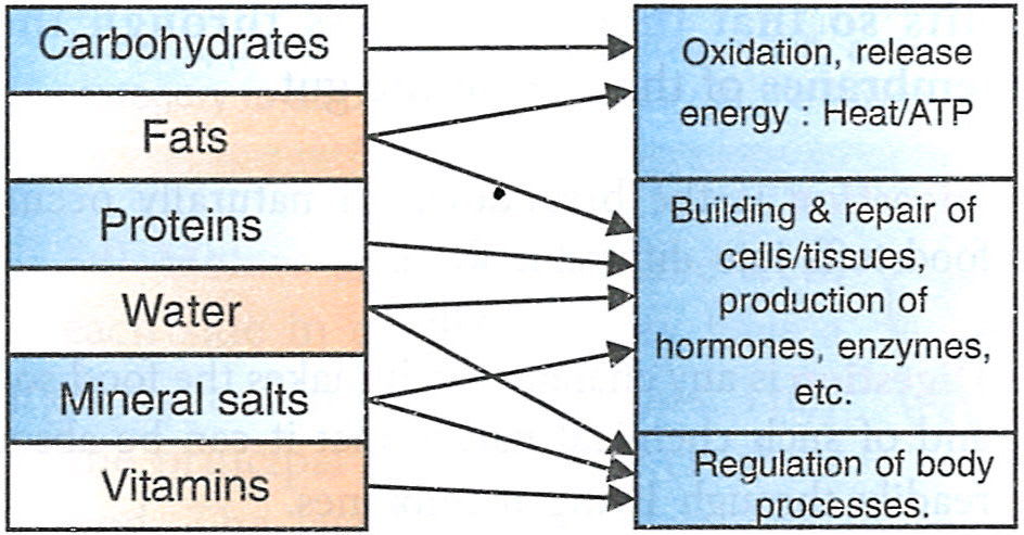 Akshay studied a flow-chart showing the role of nutrients in the human body. It shows that all the nutrients are important for various metabolic activities of the body. Concise Biology ICSE Class 9.