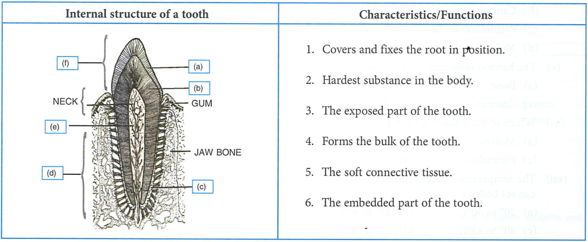 Given below is the Internal structure of a tooth. Match the structures marked (a) to (e) with their characteristics or functions given in the table. Concise Biology ICSE Class 9.