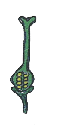 Given alongside is the structure of the female reproductive part of a flower. Read the information given alongside and fill in the blanks: Concise Biology Solutions ICSE Class 9.