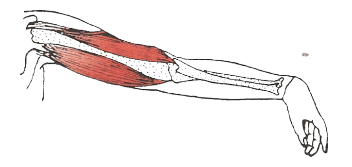 Given below is the structure of the forelimb of humans. Read the information below the diagram and fill in the blanks: Concise Biology Solutions ICSE Class 9.