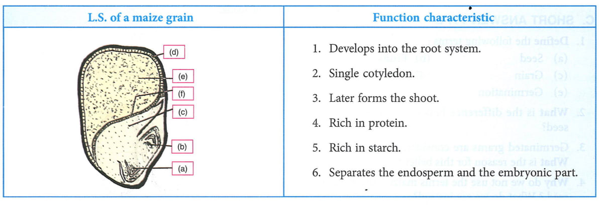 Given below is the longitudinal section of a maize grain. Match the structures marked (a) to (e) with their correct functions/characteristics. Plant And Animal Tissues, Concise Biology ICSE Class 9.