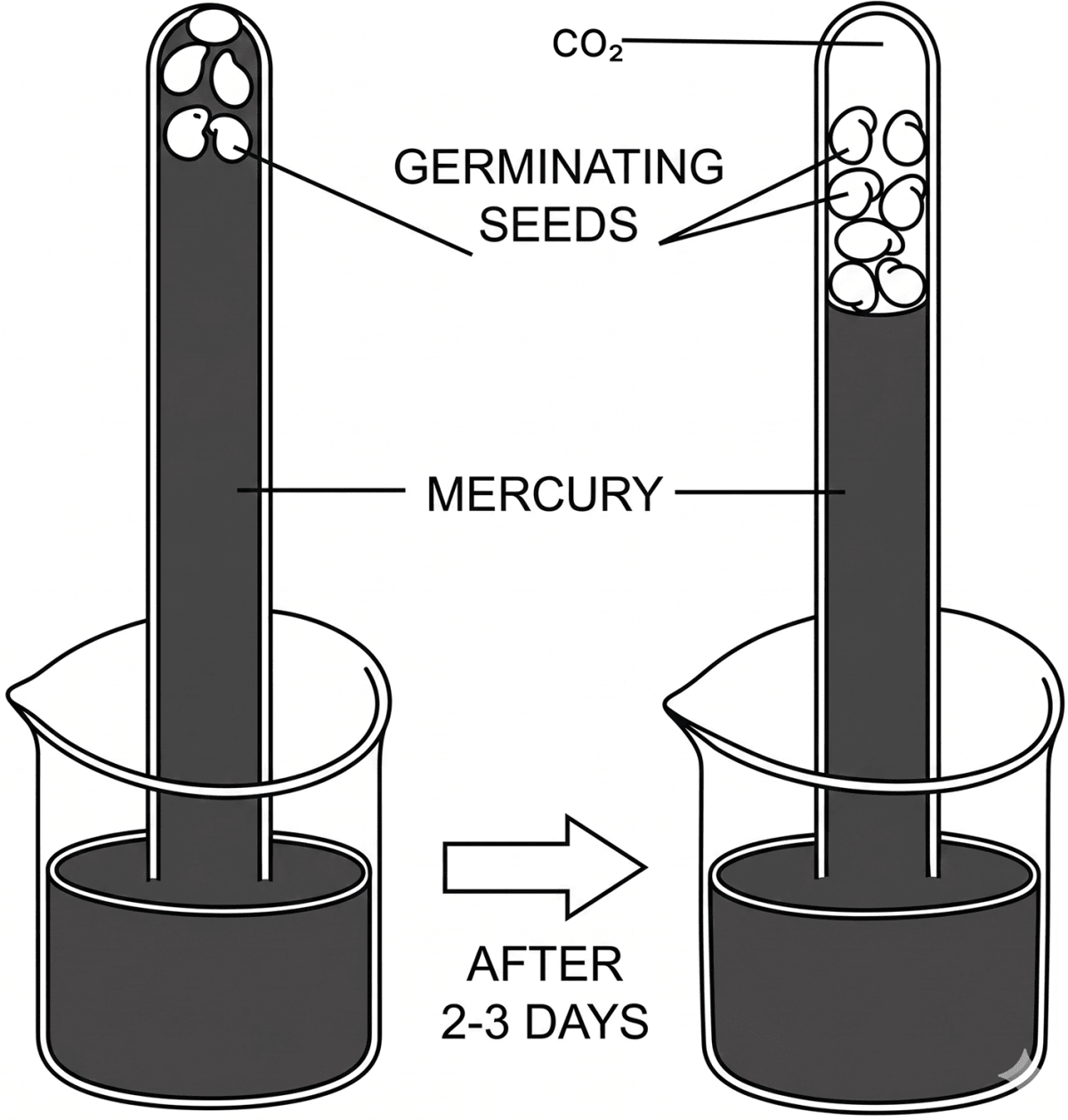 one experiment each you would perform to demonstrate the following phenomena:
The germinating seeds Concise Biology Solutions ICSE Class 9.