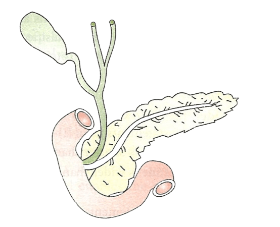 Vedika observed the following structure in a biology chart showing the digestive system. Concise Biology Solutions ICSE Class 9.