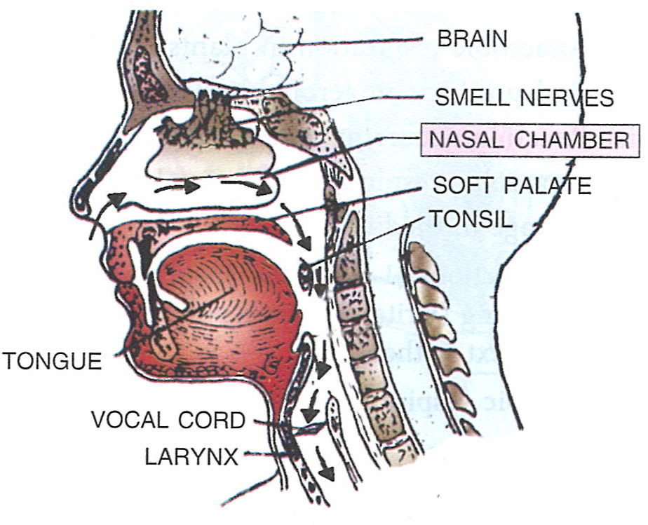 Given below is a part of the human respiratory system showing the air passage in the nose and throat. Read the information below the diagram and fill in the blanks with the technical terms of each structure. Concise Biology ICSE Class 9.