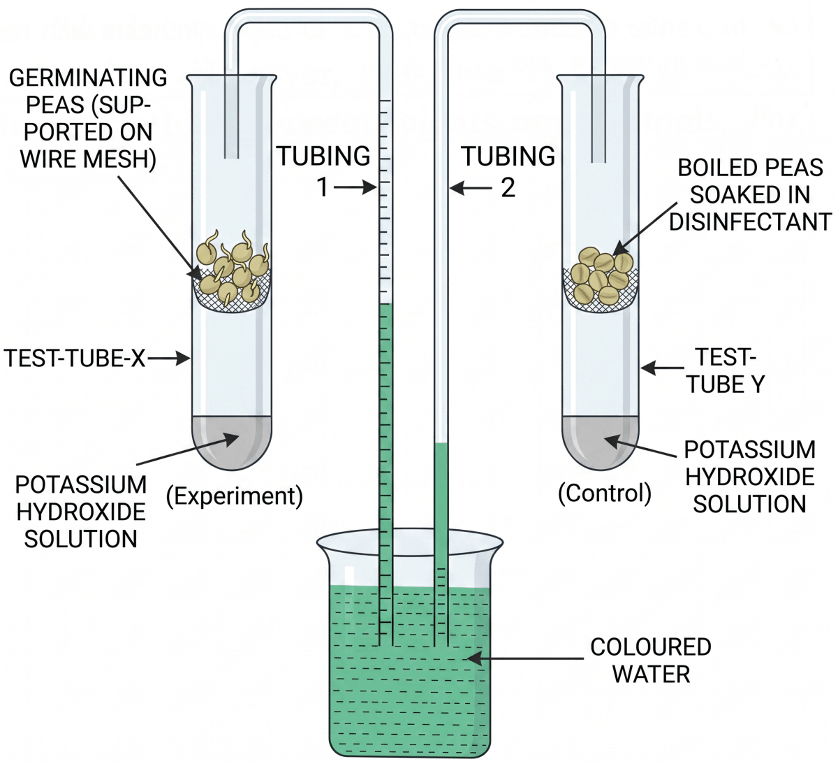 The experimental set-up given below demonstrates anaerobic respiration in germinating seeds. Read the information below the figure and answer the following questions. Concise Biology Solutions ICSE Class 9.