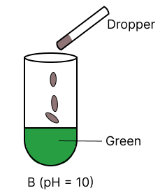 A few drops of universal indicator are added to colourless solution A, B, C and D with pH 2, 10, 9 and 7 respectively. Which of the following test tube is labelled with incorrect colour. Model Paper 2, Concise Chemistry Solutions ICSE Class 10