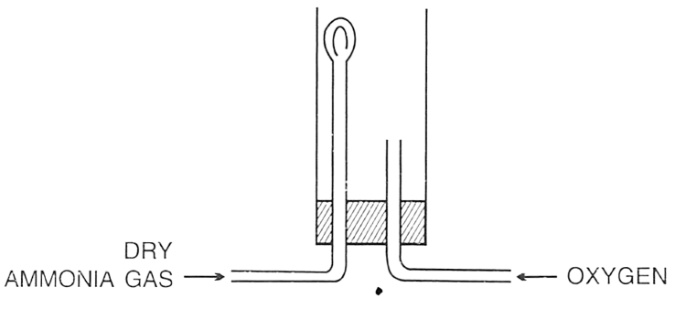 In the following set up for burning ammonia in oxygen, ammonia tube is fitted higher and oxygen tube is kept lower because? Ammonia, Concise Chemistry Solutions ICSE Class 10