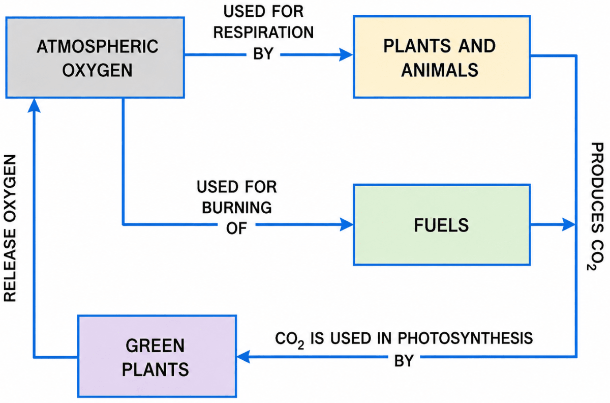 Write the missing part/word in the following figure representing the oxygen cycle. Elements, Compounds and Mixtures, Concise Chemistry Solutions ICSE Class 7