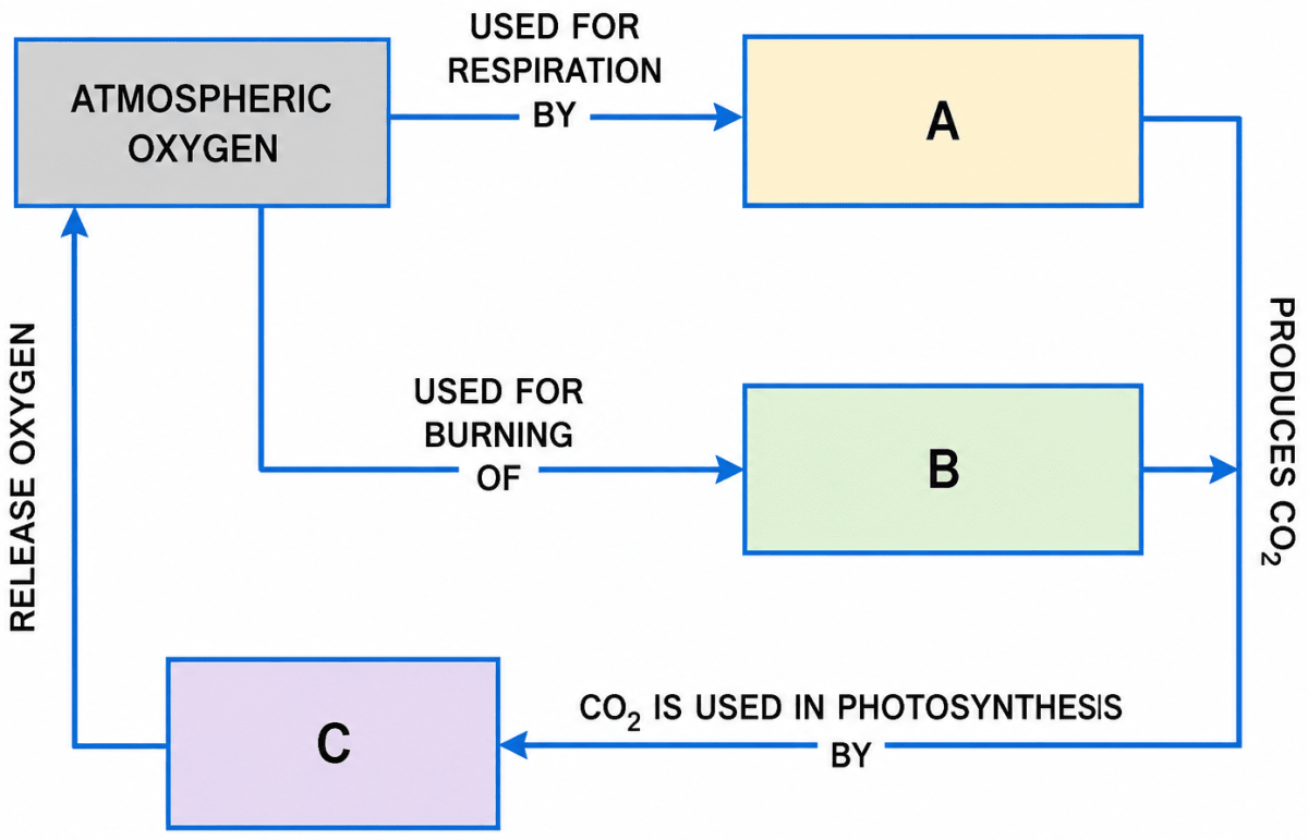 Write the missing part/word in the following figure representing the oxygen cycle. Elements, Compounds and Mixtures, Concise Chemistry Solutions ICSE Class 7