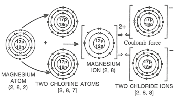 Select the correct statement(s) for the diagram shown below. P - Mg looses electrons and undergoes reduction. Q - Cl gains electrons and undergoes reduction. R - Mg looses electrons and undergoes oxidation. Atomic Structure and Chemical Bonding, Concise Chemistry Solutions ICSE Class 9.