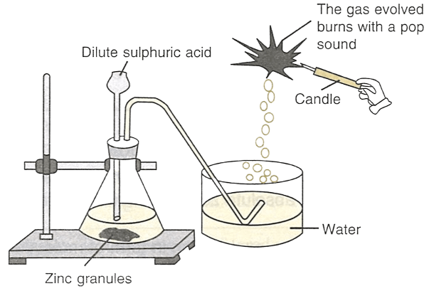 A metal is treated with dil. H2SO4. The gas evolved is collected by the method shown in the figure given below. Study of The First Element - Hydrogen, Concise Chemistry Solutions ICSE Class 9.