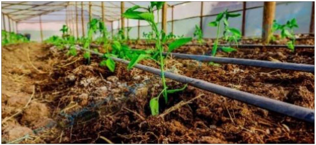 Identify the method of irrigation depicted in the picture. (b) Why is it so named? Competency Focused Practice Questions Geography Solutions ICSE Class 10.