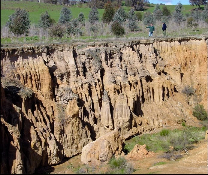 Name the agent responsible for the erosion seen in the picture. (b) What may be done to restore the soil in such areas? Competency Focused Practice Questions Geography Solutions ICSE Class 10.