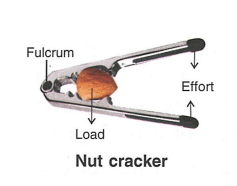 Nut cracker is an example of class II lever in which the fulcrum is at one end and the load is closer to the fulcrum. Thus, the effort arm is always longer than the load arm. Concise Physics Solutions ICSE Class 6.