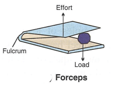 Pair of forceps is a type of class III lever in which the effort is in between the fulcrum and the load so that the fulcrum is at one end and the effort is close to the fulcrum, thus the effort arm is always shorter than the load arm. Concise Physics Solutions ICSE Class 6.