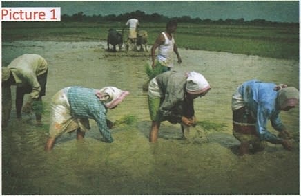 Identify the type of farming shown in. Frank Middle School Geography Solutions ICSE Class 6.