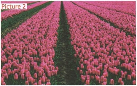 Where are these kind of farming practiced? Frank Middle School Geography Solutions ICSE Class 6.