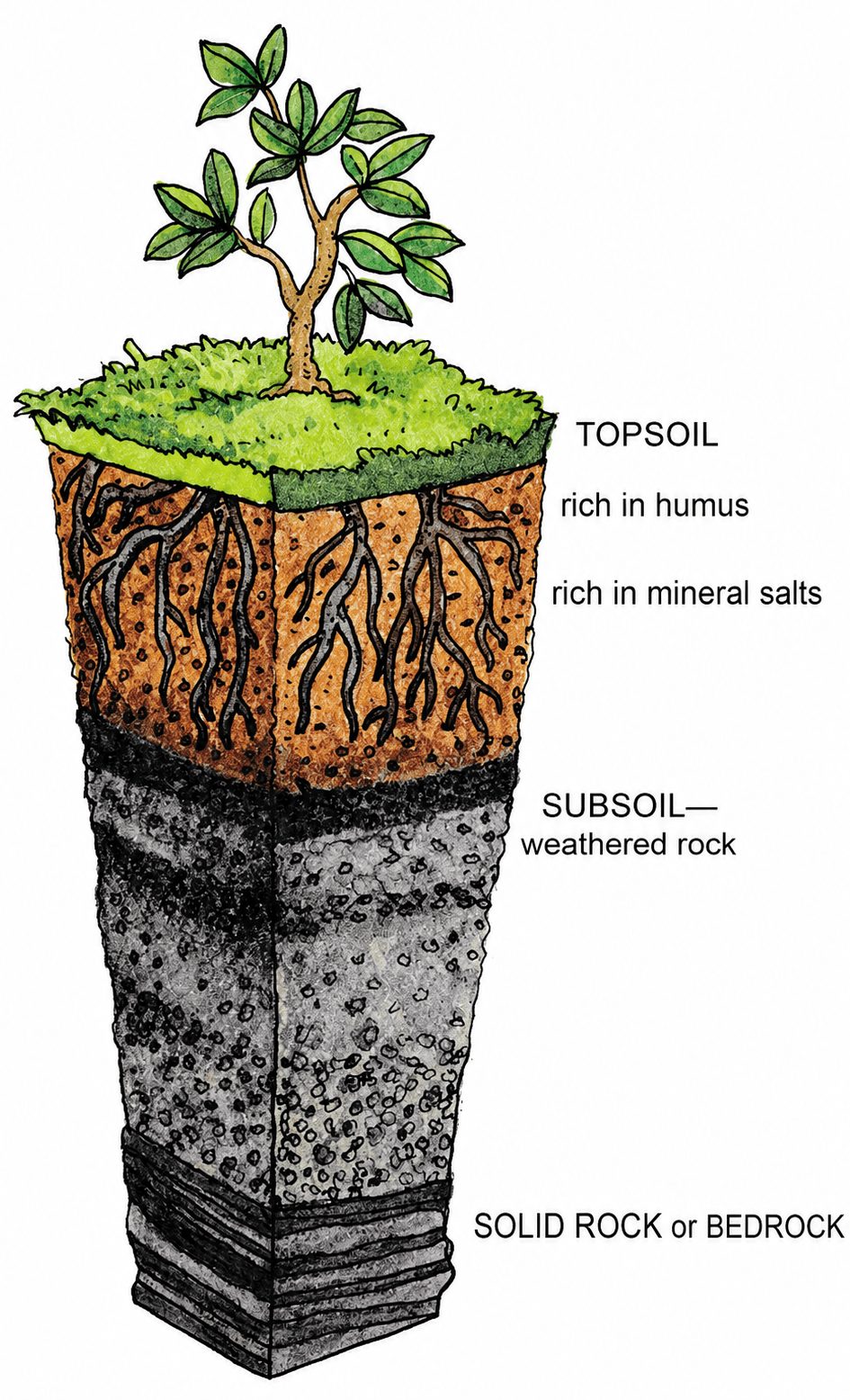 Draw a neat, labelled diagram of the soil profile. Mention the most important soil layer responsible for life on Earth. Weathering and Soil Formation, Frank Middle School Geography Solutions ICSE Class 7.