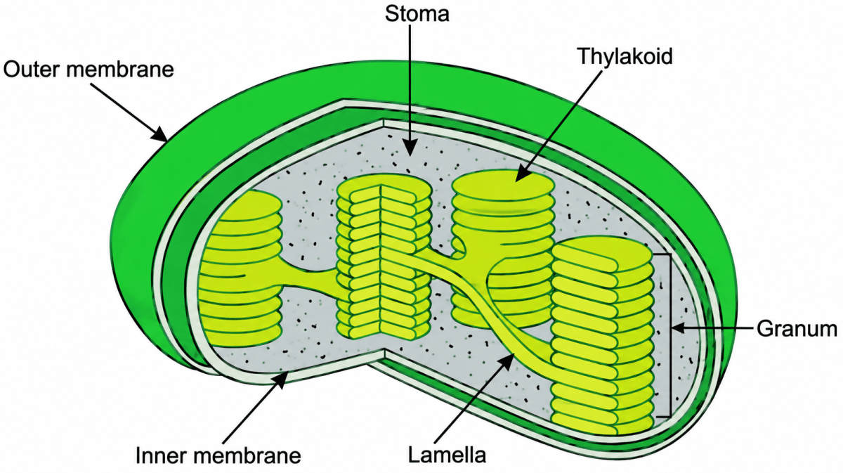 Draw a neat and well labelled diagram of the chloroplast. Photosynthesis, ICSE Class 10 Biology by Goyal Brothers Solutions.