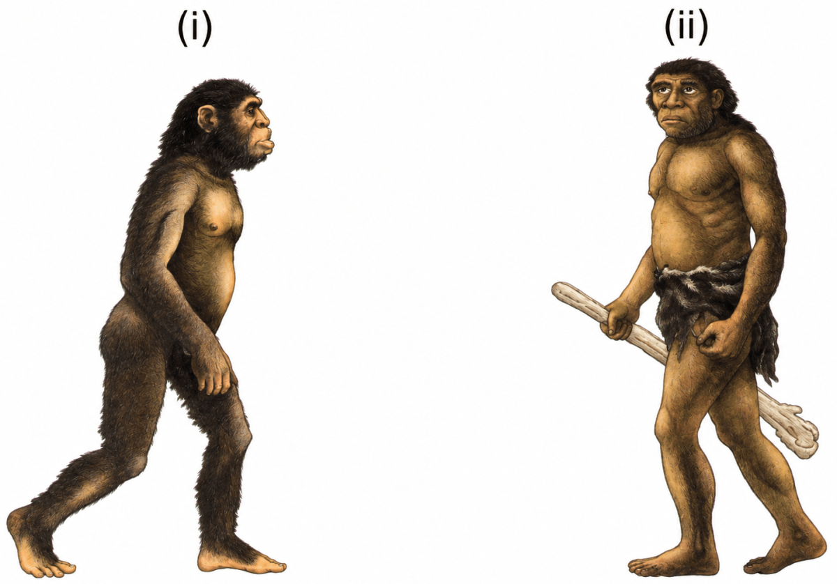 Identify the given pictures of ancestors of modern men. Write about their specific features. Basic Idea of Human Evolution, ICSE Class 10 Biology by Goyal Brothers Solutions.