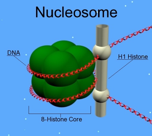 What are nucleosomes? Draw the structure of one nucleosome alongwith DNA strand. Structure of Chromosomes, ICSE Class 10 Biology by Goyal Brothers Solutions.