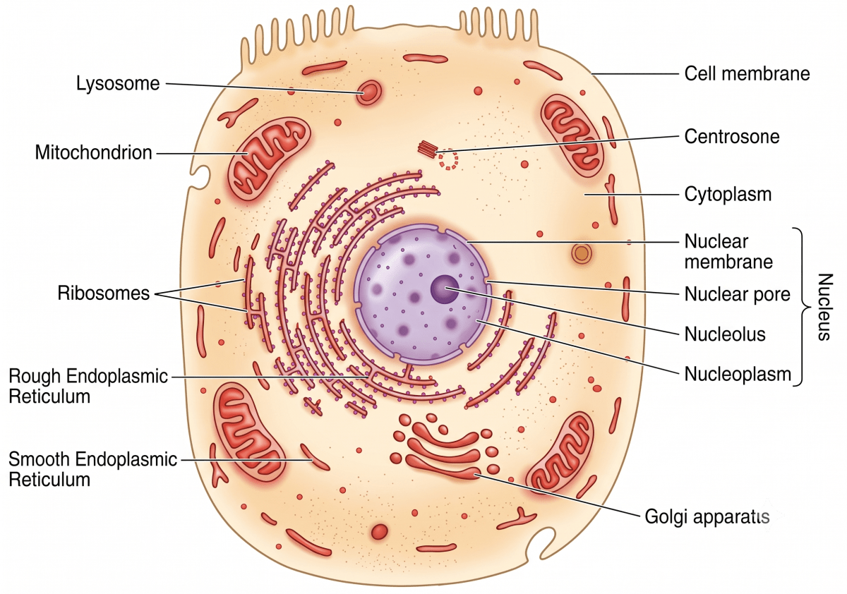 Given below is a structure of animal cell. Match the structures marked (A) to (E) with their correct functions. Cell - An Independent Unit of life, ICSE Class 10 Biology Solutions.
