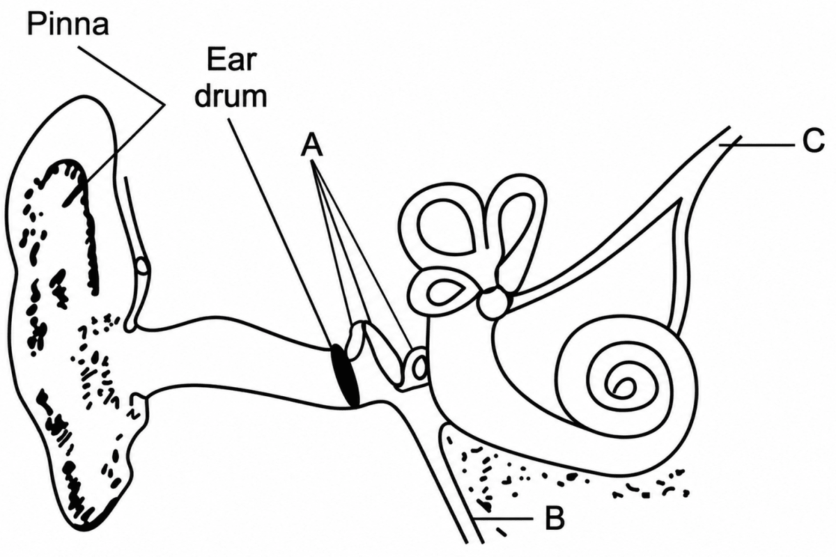 Given below is the diagram of the human ear. Study the same | KnowledgeBoat