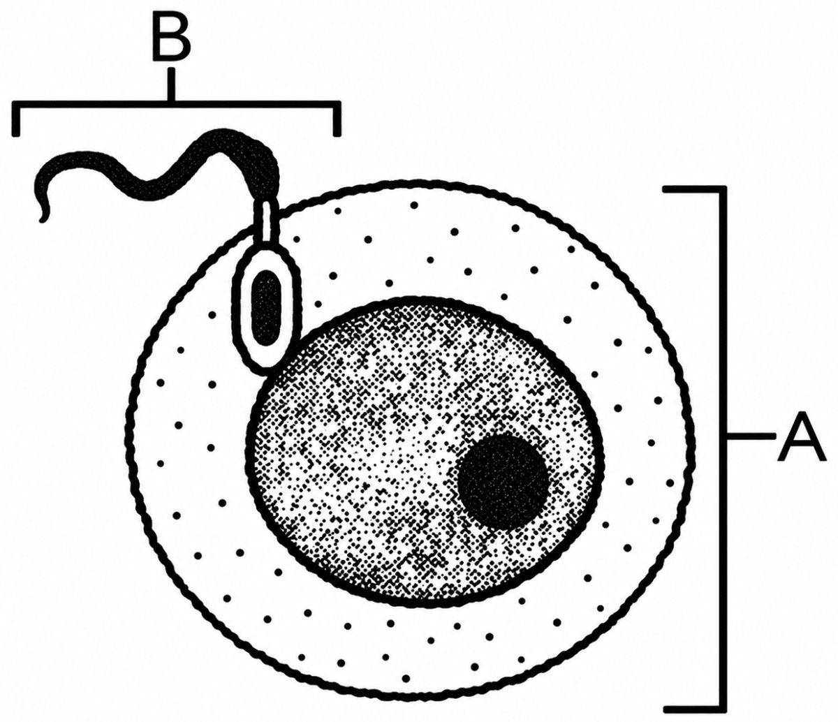 The diagram given below represents two reproductive cells A and B. Study the same and then answer the questions that follow:. The Reproductive System, ICSE Class 10 Biology by Goyal Brothers Solutions.