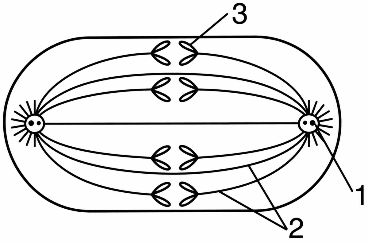 The diagram given below represents a stage during mitotic cell division in an animal cell:. Cell Cycle & Cell Division, ICSE Class 10 Biology by Goyal Brothers Solutions.